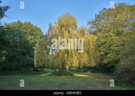 willow tree  salix Stock Photo