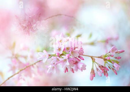 Prunus × subhirtella 'Autumnalis Rosea' pale pink Cherry Blossom flowers, taken against a soft background. Stock Photo