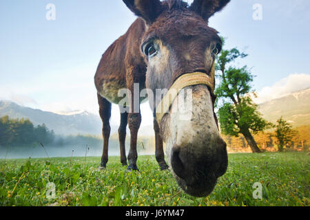 funny donkey nose closeup Stock Photo