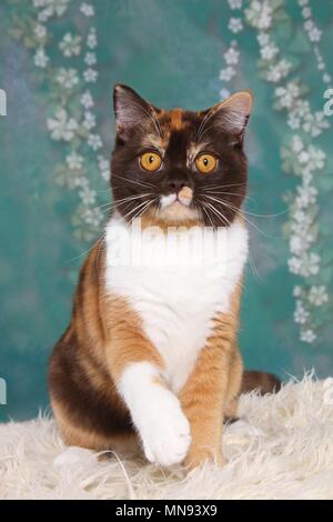 sitting British Shorthair Stock Photo