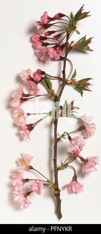 Rosaceae, Prunus x subhirtella, 'Autumnalis Rosea', Spring Cherry, grey-brown stem, deep pink double flowers opening in clusters, young leaves emerging. Stock Photo