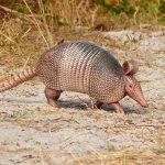 Armadillo