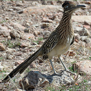 Correcaminos