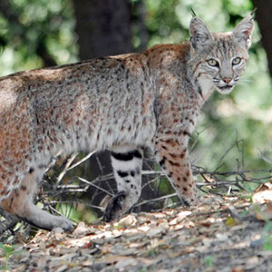 Gato montés