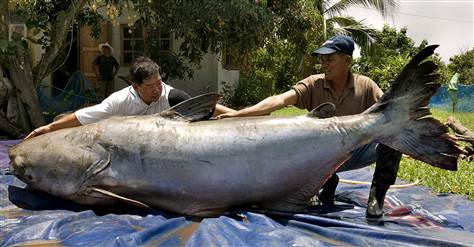 Mekong Giant Catfish