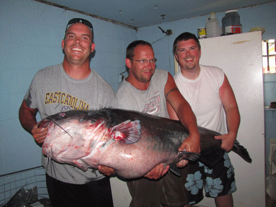 Record Blue Catfish