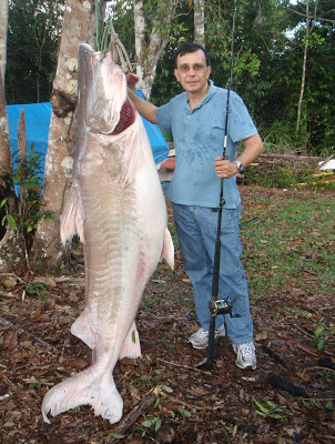 Record Lau-Lau (Piraiba)