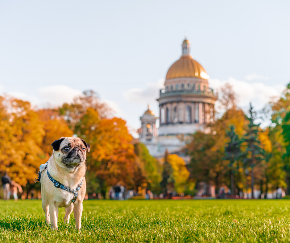 Autumn in St. Petersburg