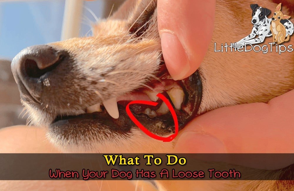 how many teeth do puppies lose