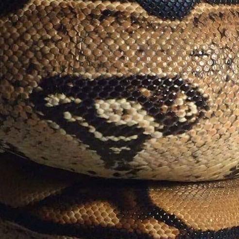 Brown Superman Logo - My friend's snake has the Superman logo naturally emblazoned on its