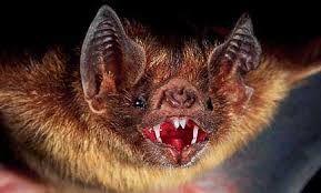 Vampire Bat Face Logo - Image result for vampire bat face | Tattoo ideas | Vampire bat ...