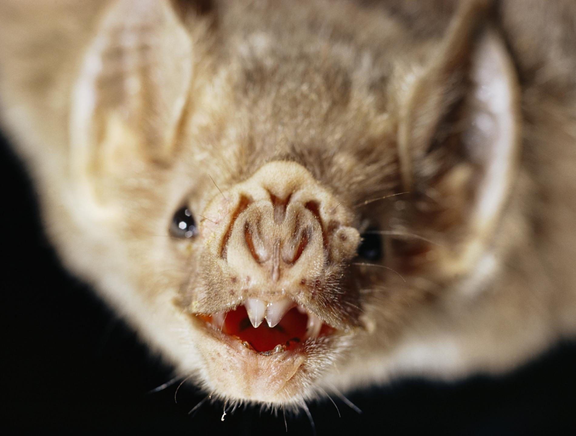 Vampire Bat Face Logo - Vampire Bats Have Vein Sensors