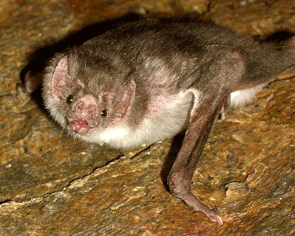 Vampire Bat Face Logo - How vampire bats tuned their thermometers to evolve a heat-seeking face