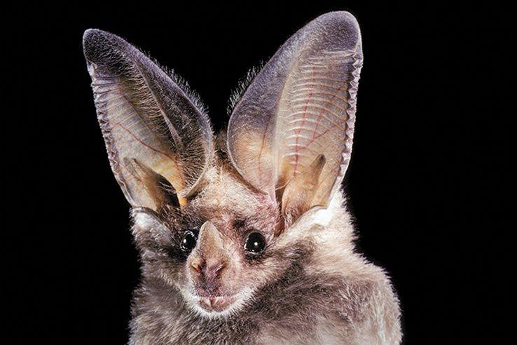 Vampire Bat Face Logo - Bat Faces Are Vast and Varied | DiscoverMagazine.com