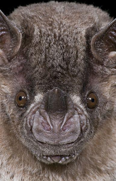 Vampire Bat Face Logo - FACES - Steve Gettle Nature Photography