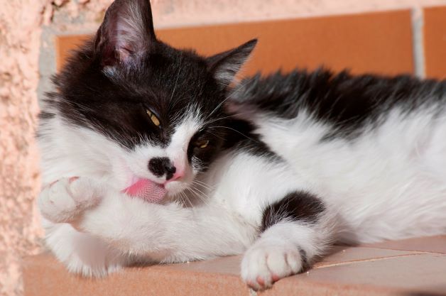 fluffy black and white cat licking front paw