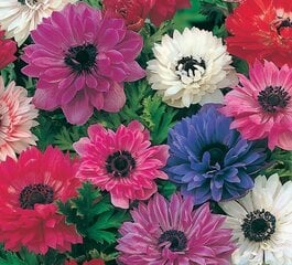 Anemones ST BRIGID MIXED cena un informācija | Sīpolpuķes | 220.lv