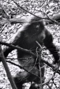 Primary photo for The Mystery of Bigfoot