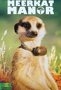 Primary photo for Meerkat Manor