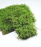 Lucky Plant Live Moss for Terrarium Fern Moss Bonsai Moss Live Sheet Moss Reptiles Moss Sheet Moss Pincushion Moss for Indoor planters 50 Square inches of Three Different Types of Live Moss Delivered