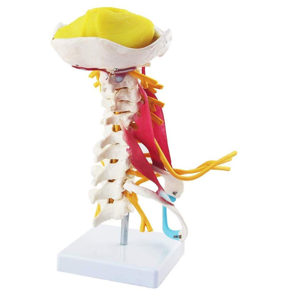 Buy SLRMKK Human Cervical Spine Model, Cervical Spine Muscle and Nerve ...