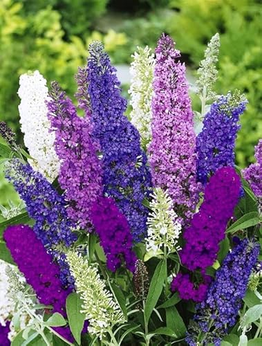 buddleia bush - KIRA SEEDS - Butterfly Bush Giant Mix- Buddleia davidii - Perennial Flowers for Planting - GMO Free