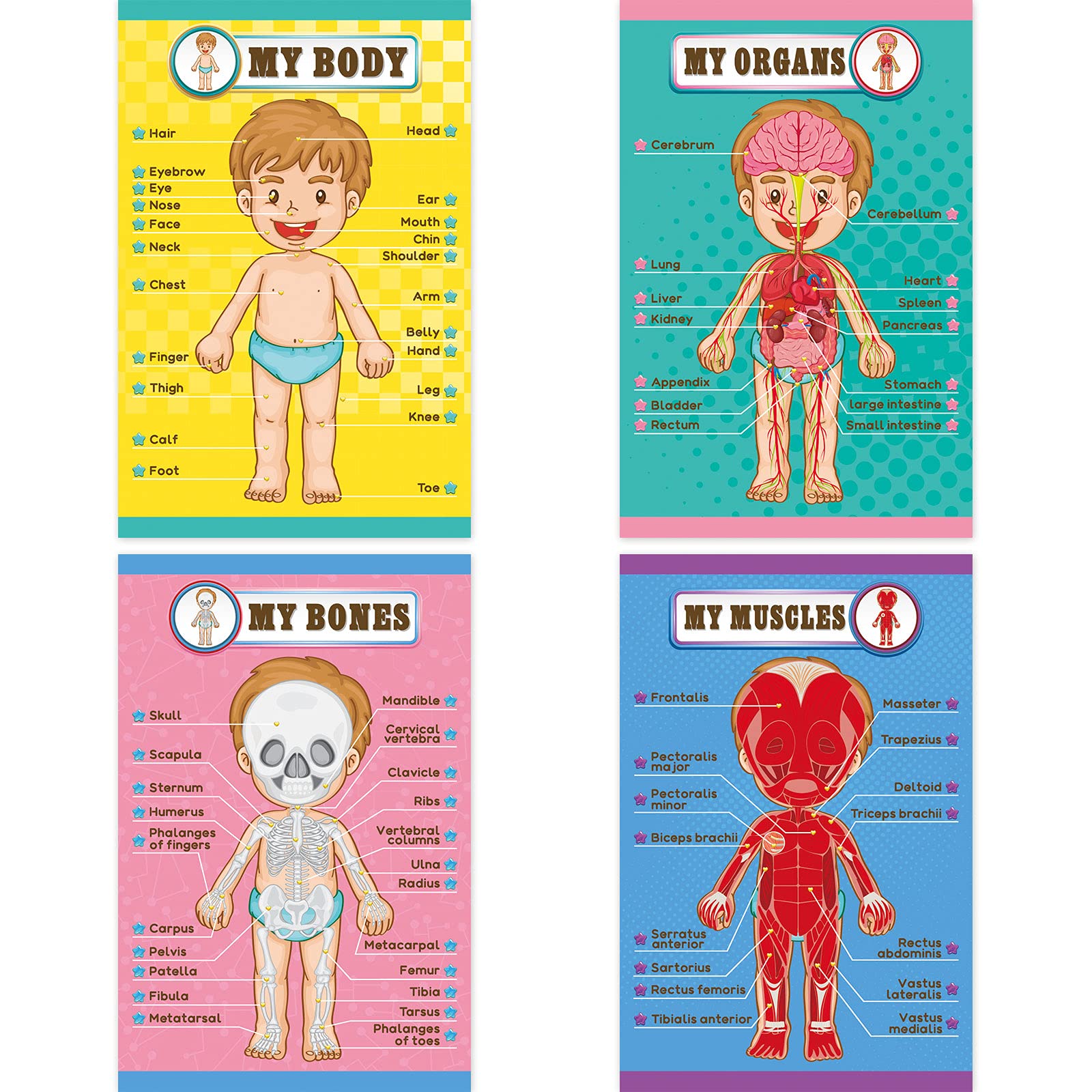 Buy Human Body Educational Learning s Body Parts Learning Wall Chart ...