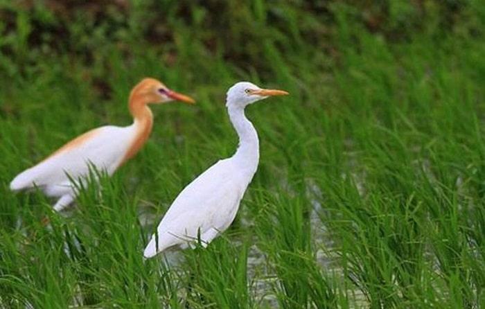 Harga burung kuntul sawah di e-commerce