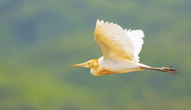 Harga burung kuntul sawah di pasaran