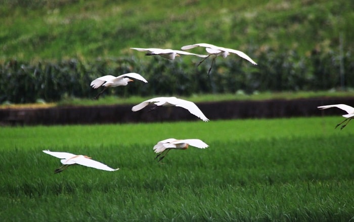 Harga Pasaran Burung Kuntul Sawah