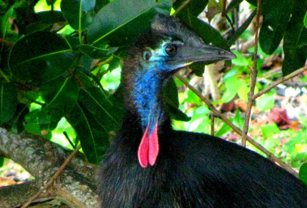 Australian Birds: Southern Cassowary: Immature Southern Cassowary (Casuarius casuarius) (©Vilis Nams)