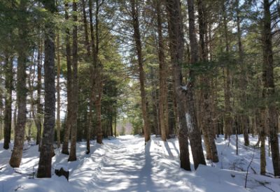 Exploring Faith: Who Am I to Receive a Gift of Such Beauty?: My Access Road through Sunlit Hemlock Forest (© Magi Nams)