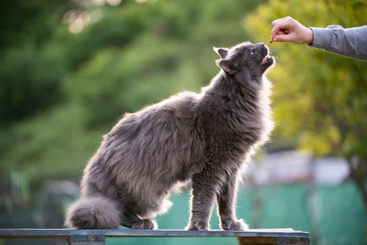 A gray maine coon stiing on an outdoor table and getting a treat from an owner.