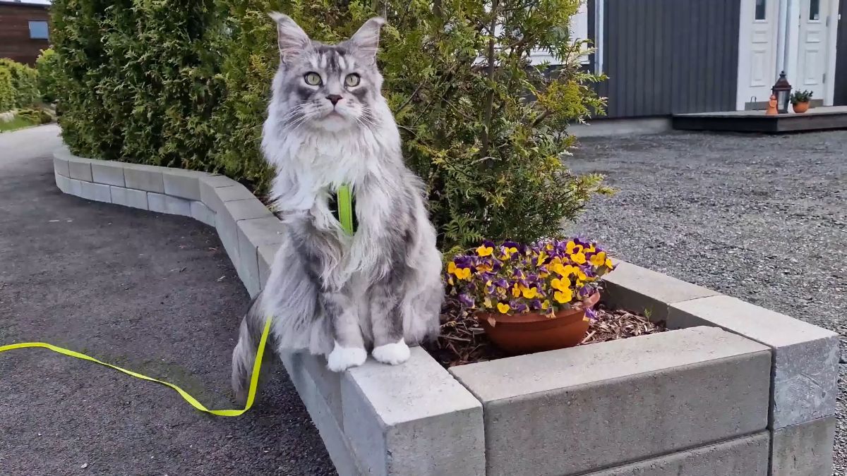 Felix the maine coon on a leash sitting on a curb.