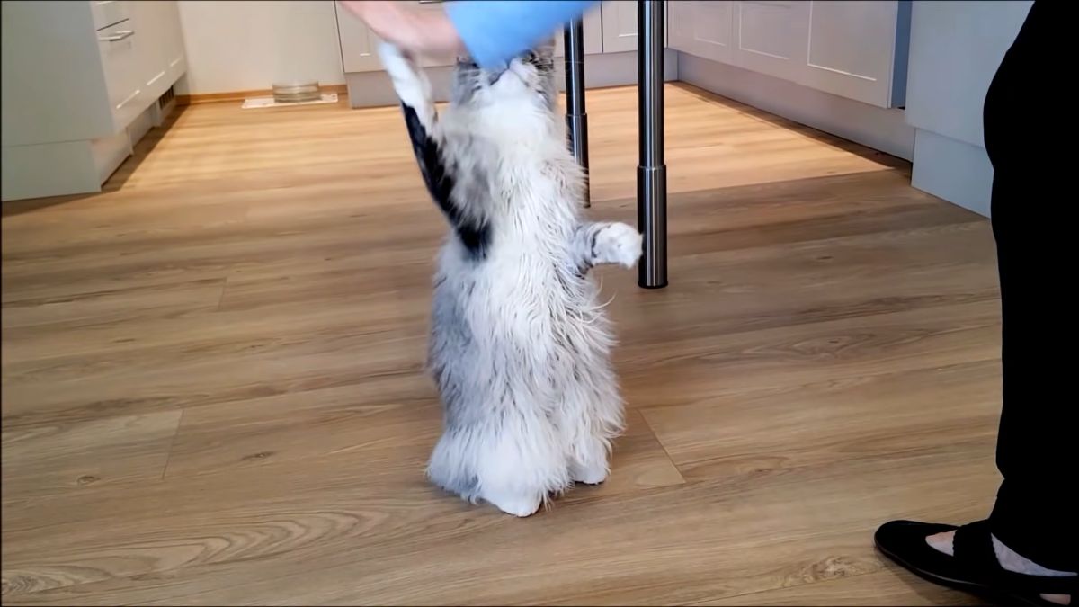 Felix maine coon high-five trick.