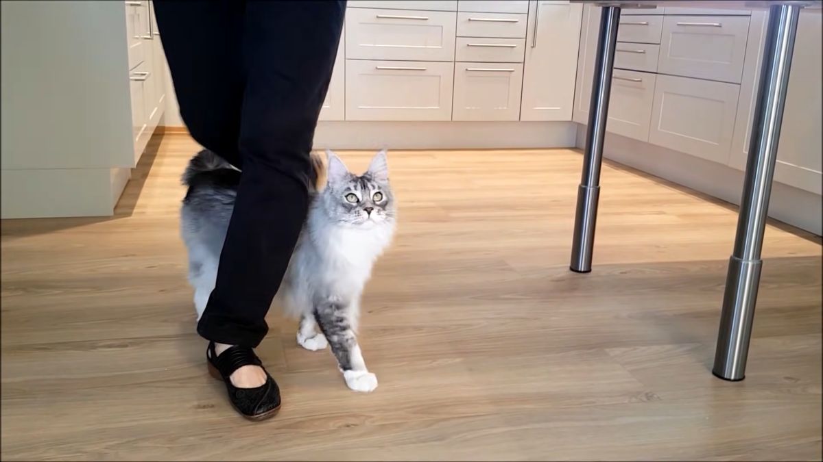 Felix maine coon go through trick.