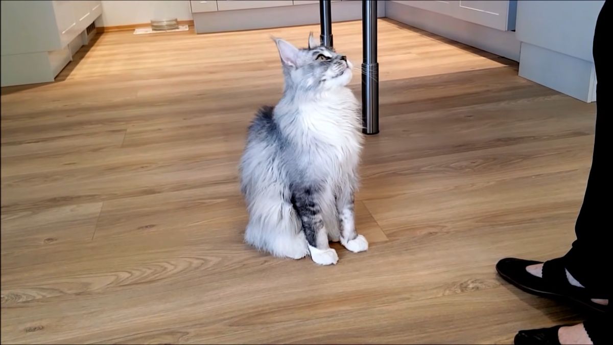 Felix maine coon sit trick.