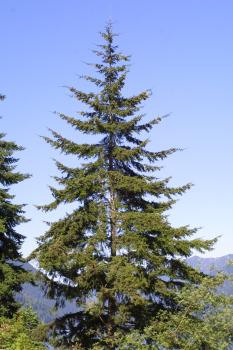 Douglas Fir (Tree Seed Online ltd., 2016)