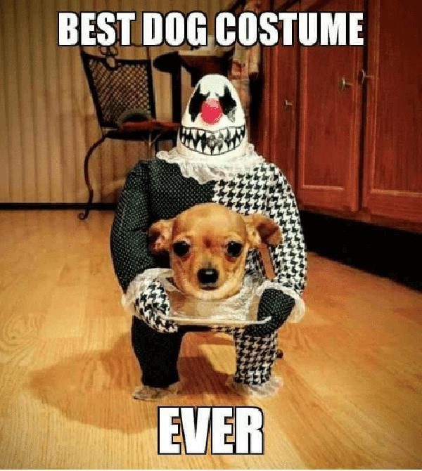 halloween dog meme