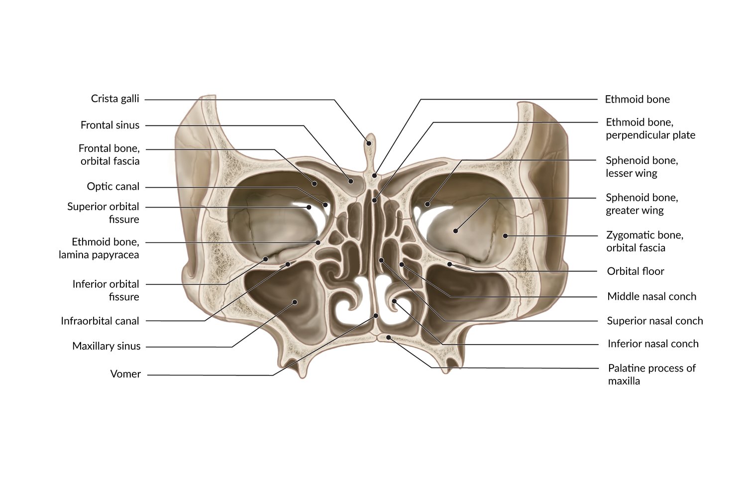 Figure, Diagram Of The Frontal Sinus Anatomy, Coronal Contributed By ...