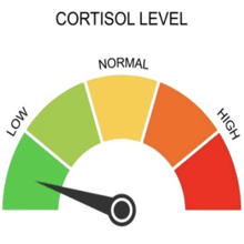 a speedometer shows the level of cortisol in the blood