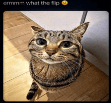 a cat is looking up at the camera with the caption ermm what the flip