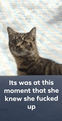 a picture of a cat with the words it 's was at this moment that she knew she fucked up