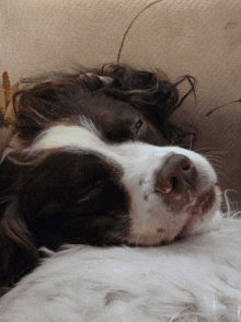 a brown and white dog sleeping on a white blanket