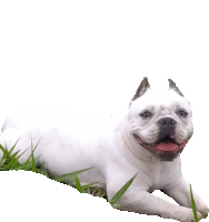 a white dog is laying down in the grass with its tongue out