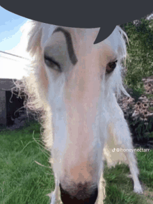 a white horse with a black eyebrow is standing in a field