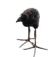 a small black bird with long legs and a large beak