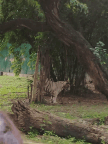 a white tiger is walking through a forest