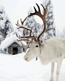 a white reindeer standing in front of a log cabin in the snow