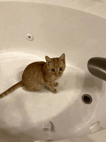 a small orange cat is sitting in a bathtub looking at the camera .